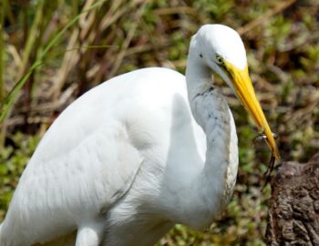 everglades-01608.1_result