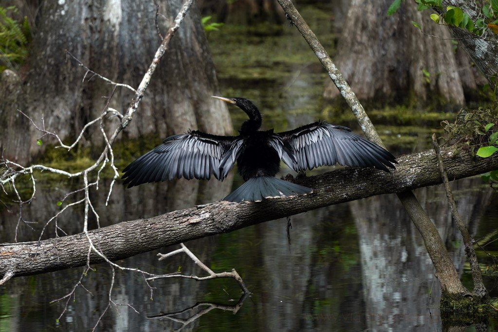 cormoran