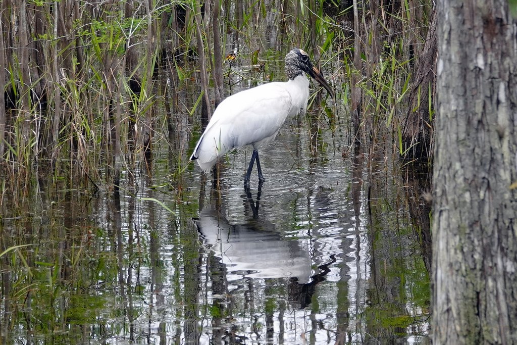 everglades-cigueña