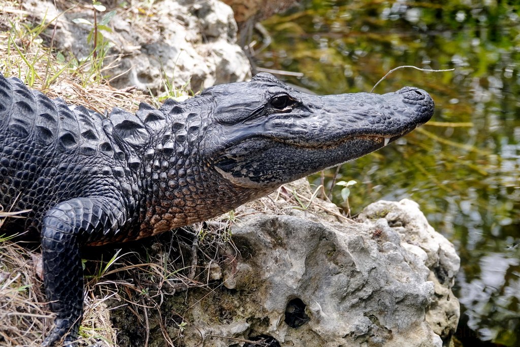 everglades-caiman-5