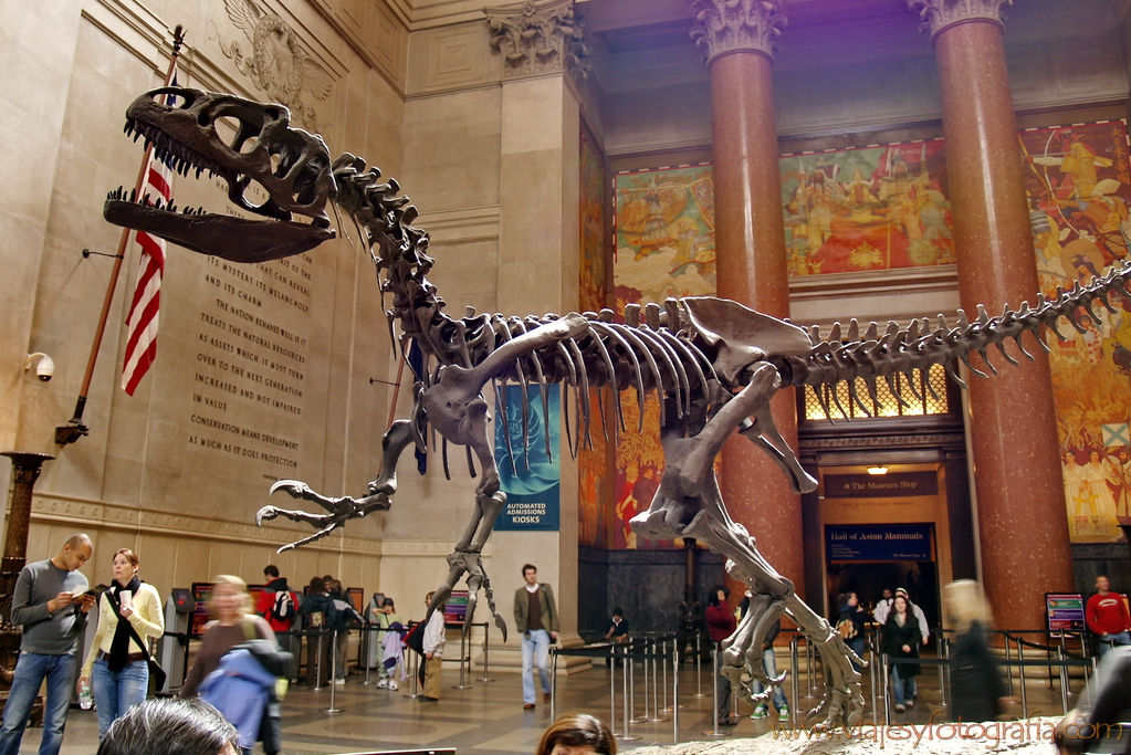 Nueva York Natural History Museum 2 Nueva York Natural History Museum 2