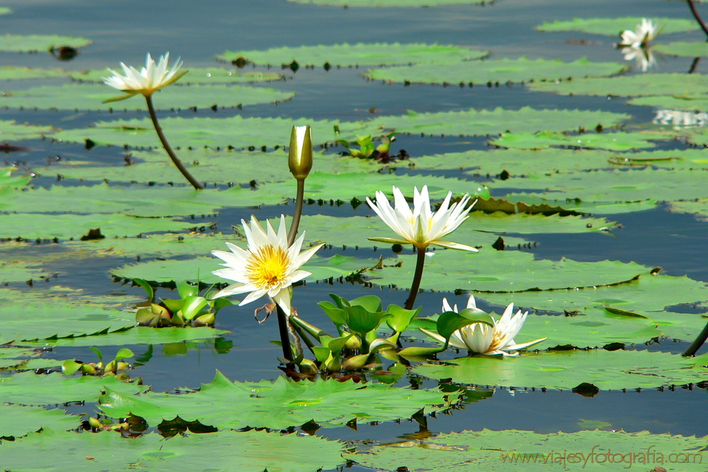 rio-dulce-7