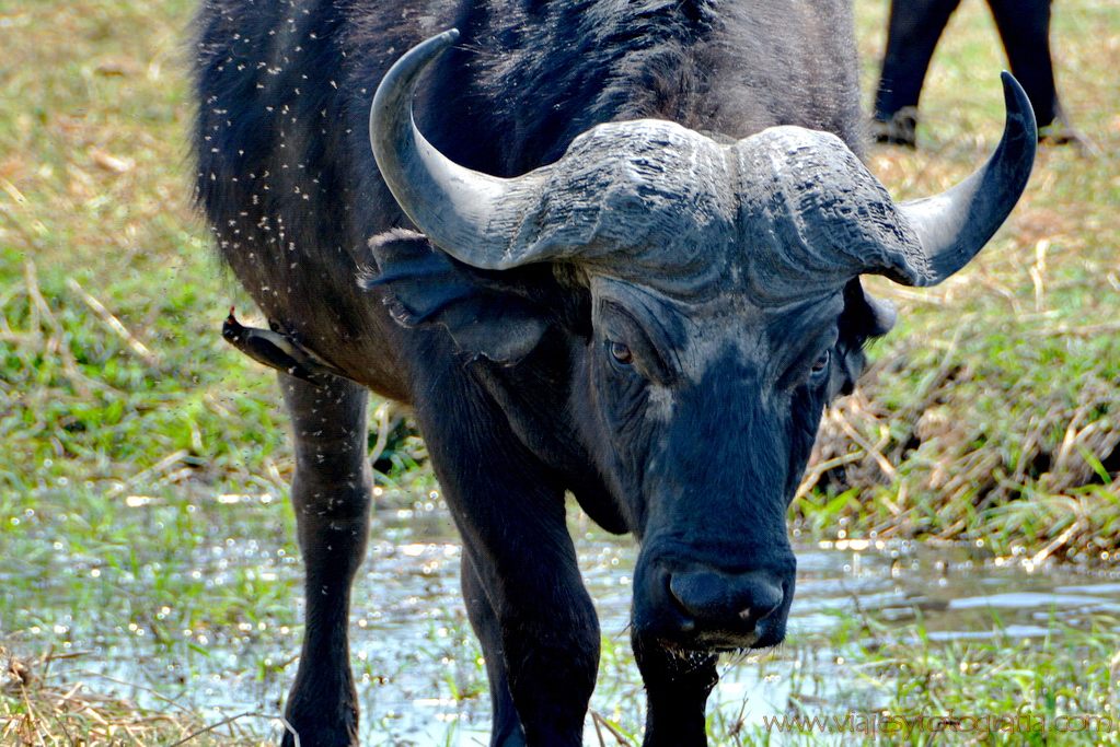 chobe-botswana-1