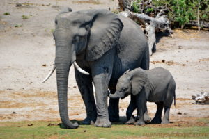 chobe-botswana-10