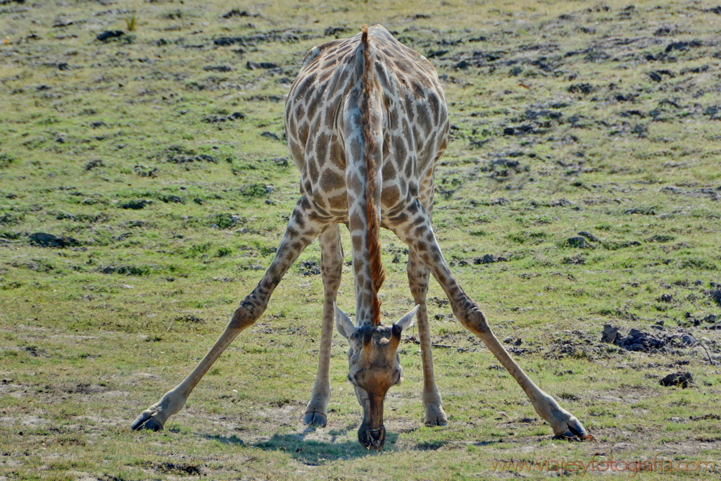 chobe-botswana-14