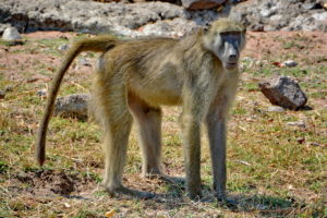 chobe-botswana-4