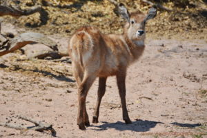 chobe-botswana-5