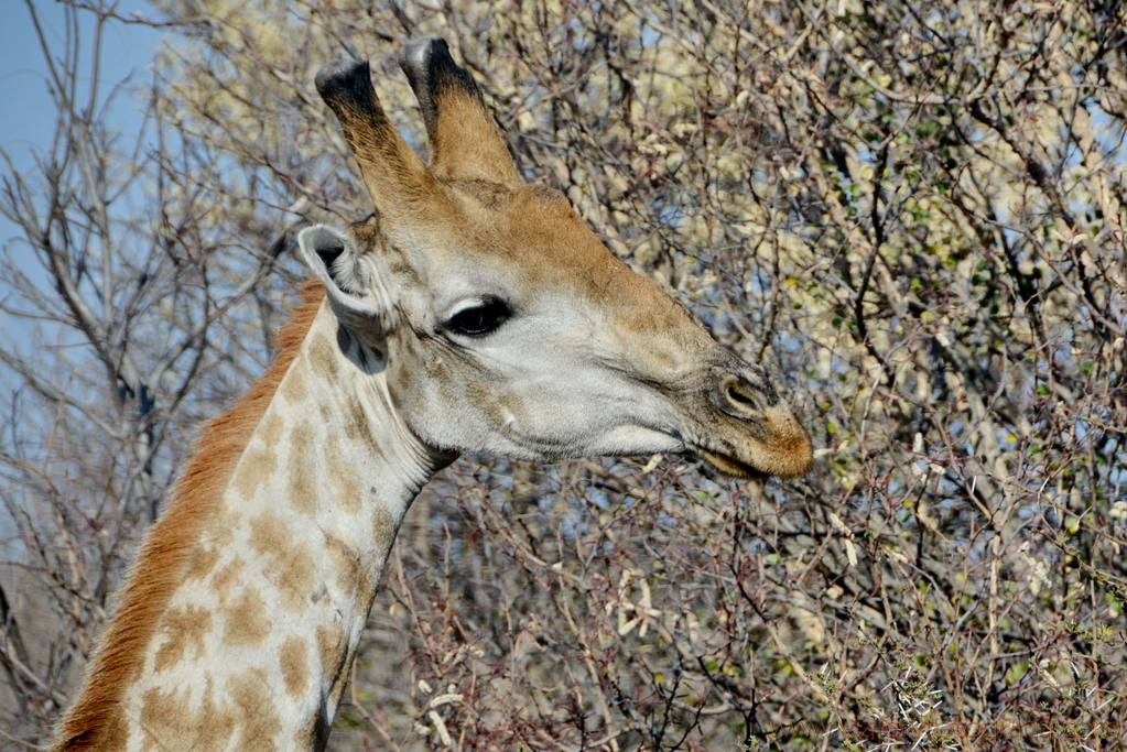 chobe-botswana-8491