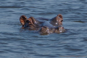 chobe-botswana-8502