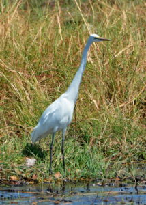 chobe-botswana-8512