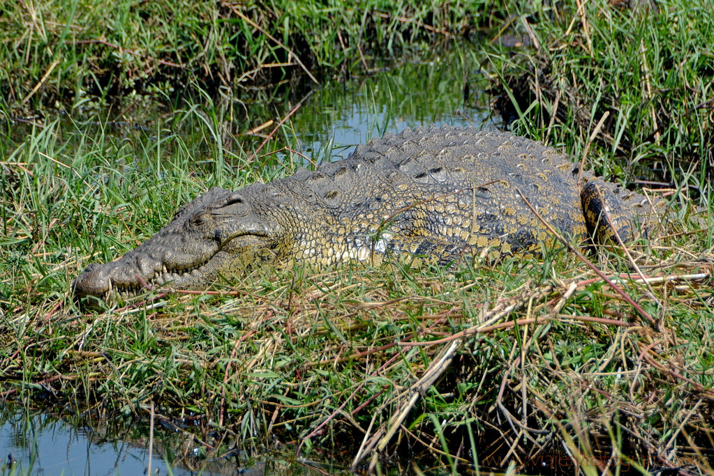 chobe-botswana-8534