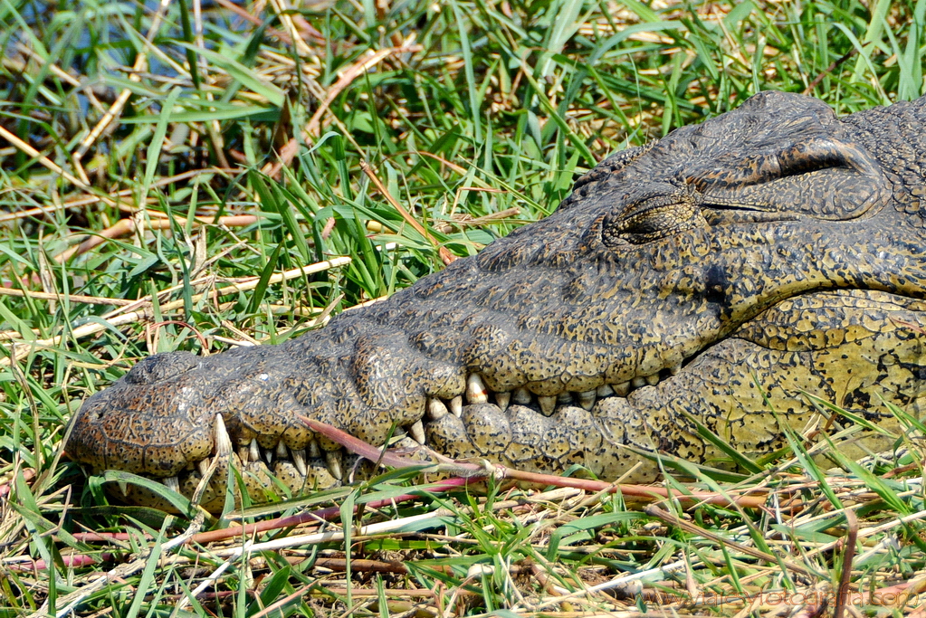 chobe-botswana-8539-2