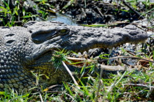 chobe-botswana-8560