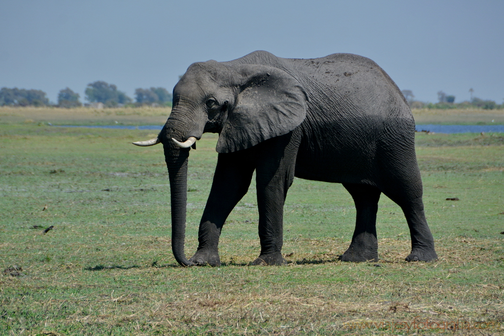 chobe-botswana-8576