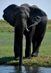 chobe-botswana-8598