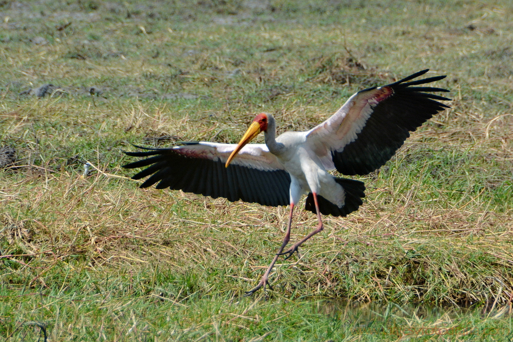 chobe-botswana-8615