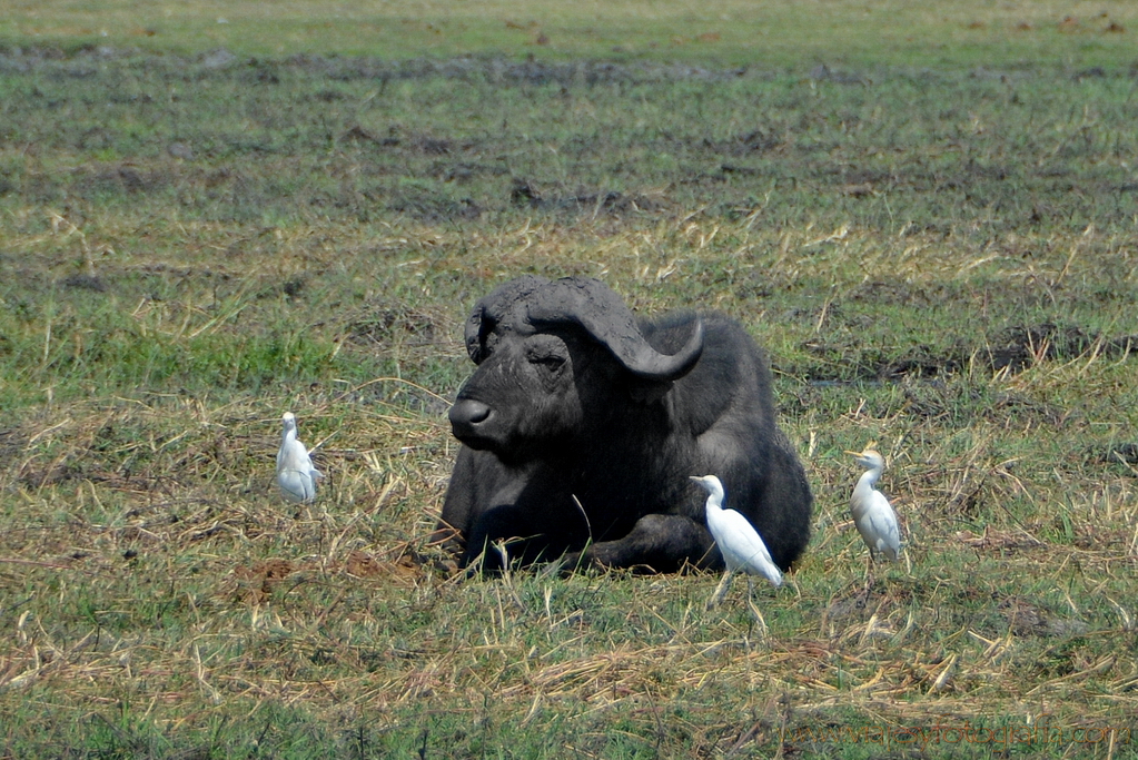 chobe-botswana-8628