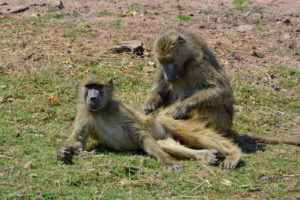 chobe-botswana-8658