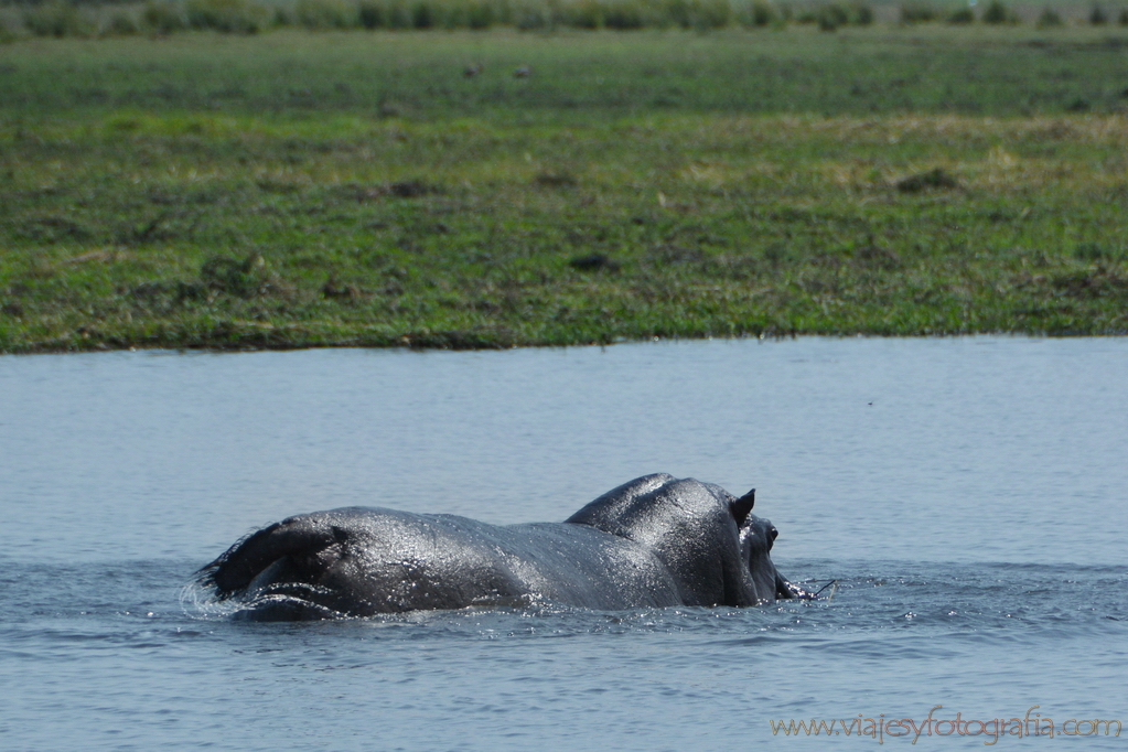 chobe-botswana-8680