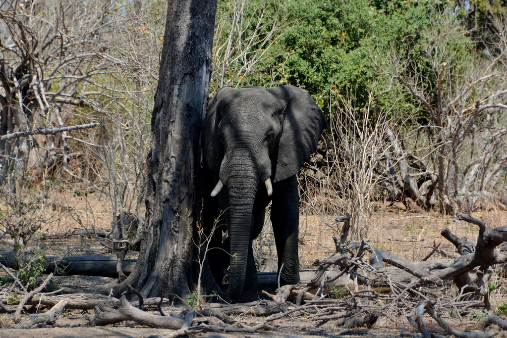 chobe-botswana-8693