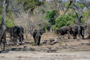 chobe-botswana-8701