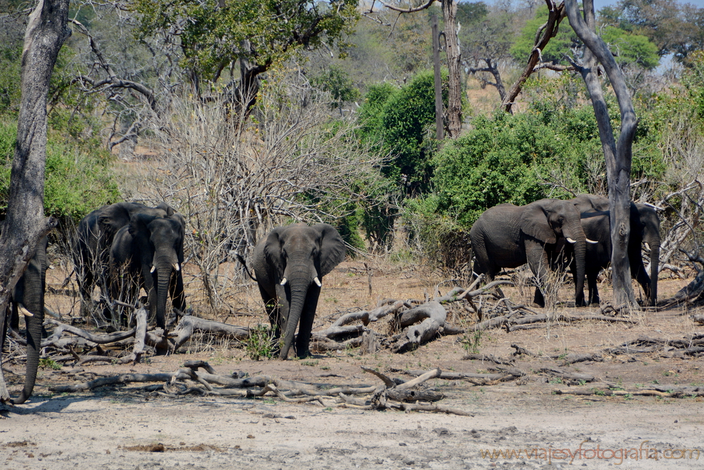 chobe-botswana-8701