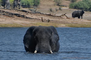 chobe-botswana-8724-2