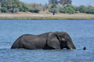 chobe-botswana-8730