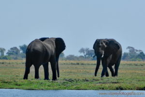 chobe-botswana-8755