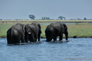 chobe-botswana-8770