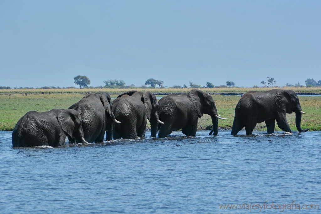 chobe-botswana-8773