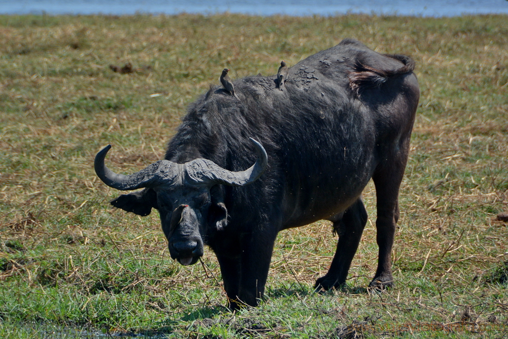 chobe-botswana-8804