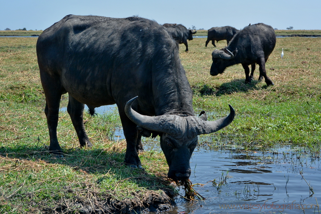 chobe-botswana-8813