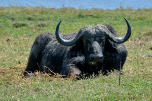 chobe-botswana-8832