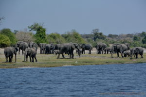 chobe-botswana-8839