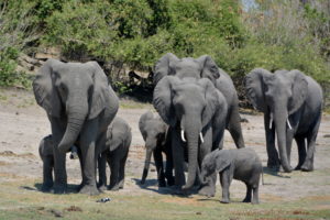 chobe-botswana-8846