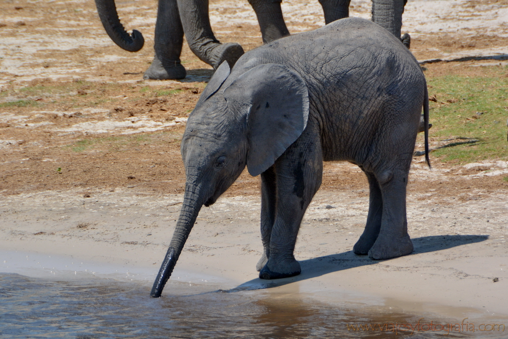 chobe-botswana-8851