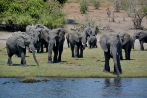 chobe-botswana-8878