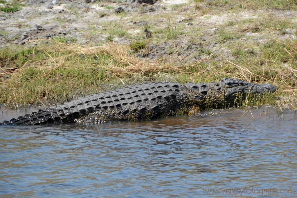 chobe-botswana-8880