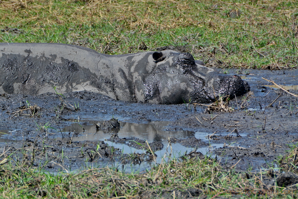 chobe-botswana-8889