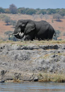 chobe-botswana-8900