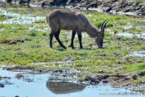 chobe-botswana-8929