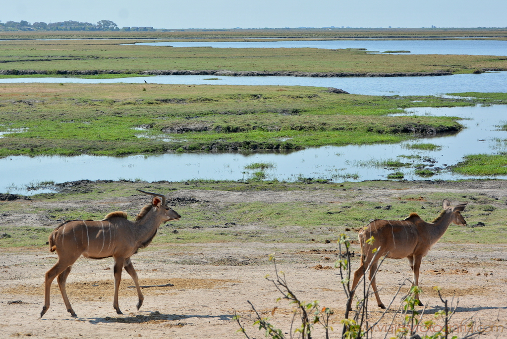 chobe-botswana-8937