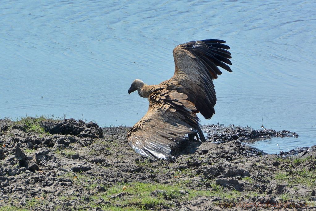 chobe-botswana-8945