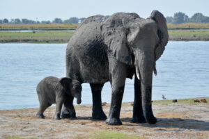 chobe-botswana-8980