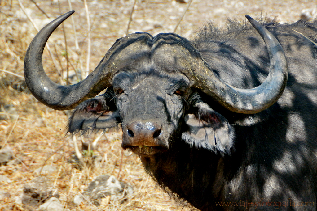 chobe-botswana-8998