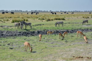 chobe-botswana-9007