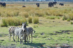 chobe-botswana-9009