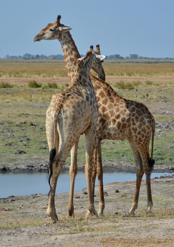 chobe-botswana-9038