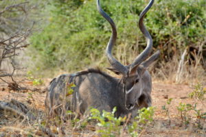 chobe-botswana-9053